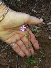 Lyperia tristis