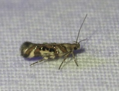 Aristotelia elegantella