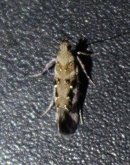 Aristotelia elegantella