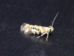 Aristotelia elegantella