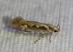 Ornativalva erubescens