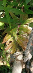 Pteris aspericaulis