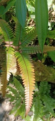 Pteris aspericaulis
