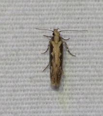 Ornativalva erubescens