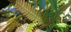 Pteris aspericaulis
