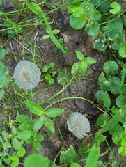 Coprinopsis pachyderma