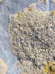 Aspicilia hoffmanniana