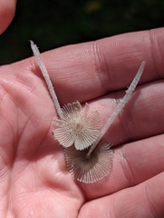 Coprinopsis pachyderma