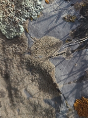 Aspicilia hoffmanniana