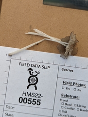 Coprinopsis pachyderma