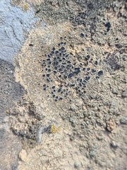 Aspicilia hoffmanniana