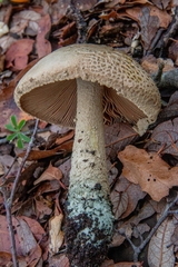 Amanita pelioma