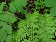 Dryopteris amurensis