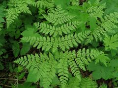 Dryopteris amurensis