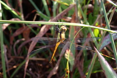 Sympetrum hypomelas