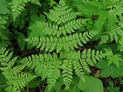 Dryopteris amurensis