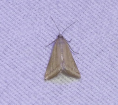 Microtheoris