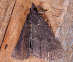 Hypena sordidula