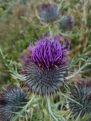 Cirsium morisianum