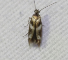 Scythris trivinctella