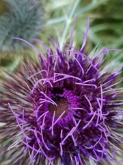 Cirsium morisianum