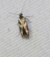 Scythris trivinctella