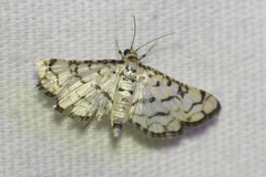 Hileithia rehamalis
