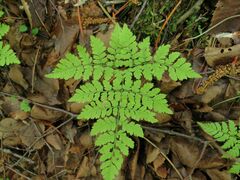 Dryopteris amurensis
