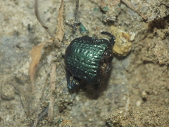 Gymnopleurus cyaneus