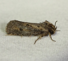 Acrolophus popeanella