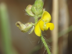 Vigna indica