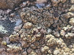 Protoparmelia badia