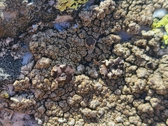 Protoparmelia badia