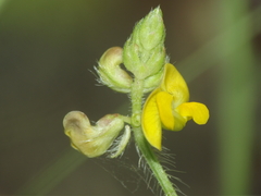 Vigna indica