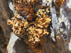 Xanthaptychia contortuplicata