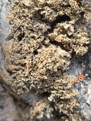 Xanthaptychia contortuplicata