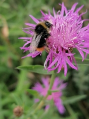 Bombus lapidarius