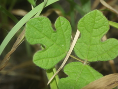 Vigna indica