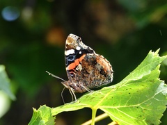Vanessa atalanta