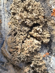 Xanthaptychia contortuplicata