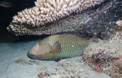 Cetoscarus ocellatus