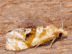 Gynnidomorpha romonana