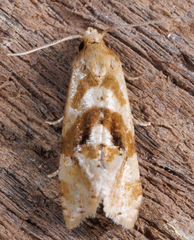 Gynnidomorpha romonana