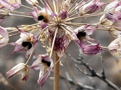 Allium acuminatum