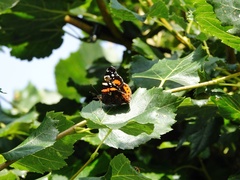 Vanessa atalanta