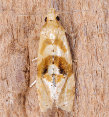 Gynnidomorpha romonana