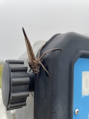 Proctacanthus milbertii