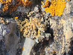 Xanthaptychia contortuplicata