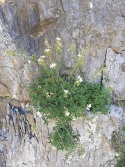 Potentilla alchimilloides
