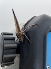 Proctacanthus milbertii